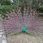 Vanja