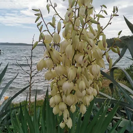 Appartamento Vanja *