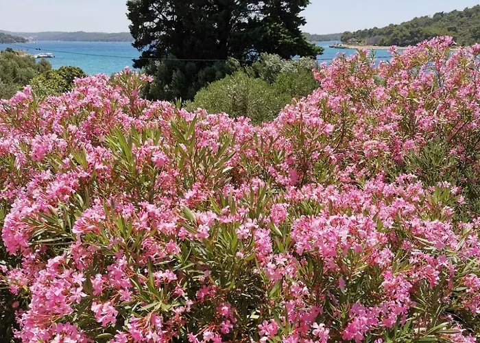 Vanja Apartament Mali Lošinj